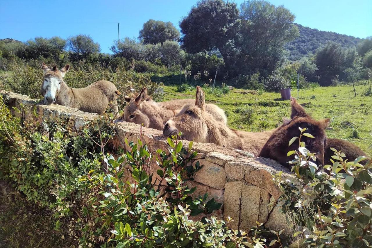Holiday home Country House Holiday - Olbia